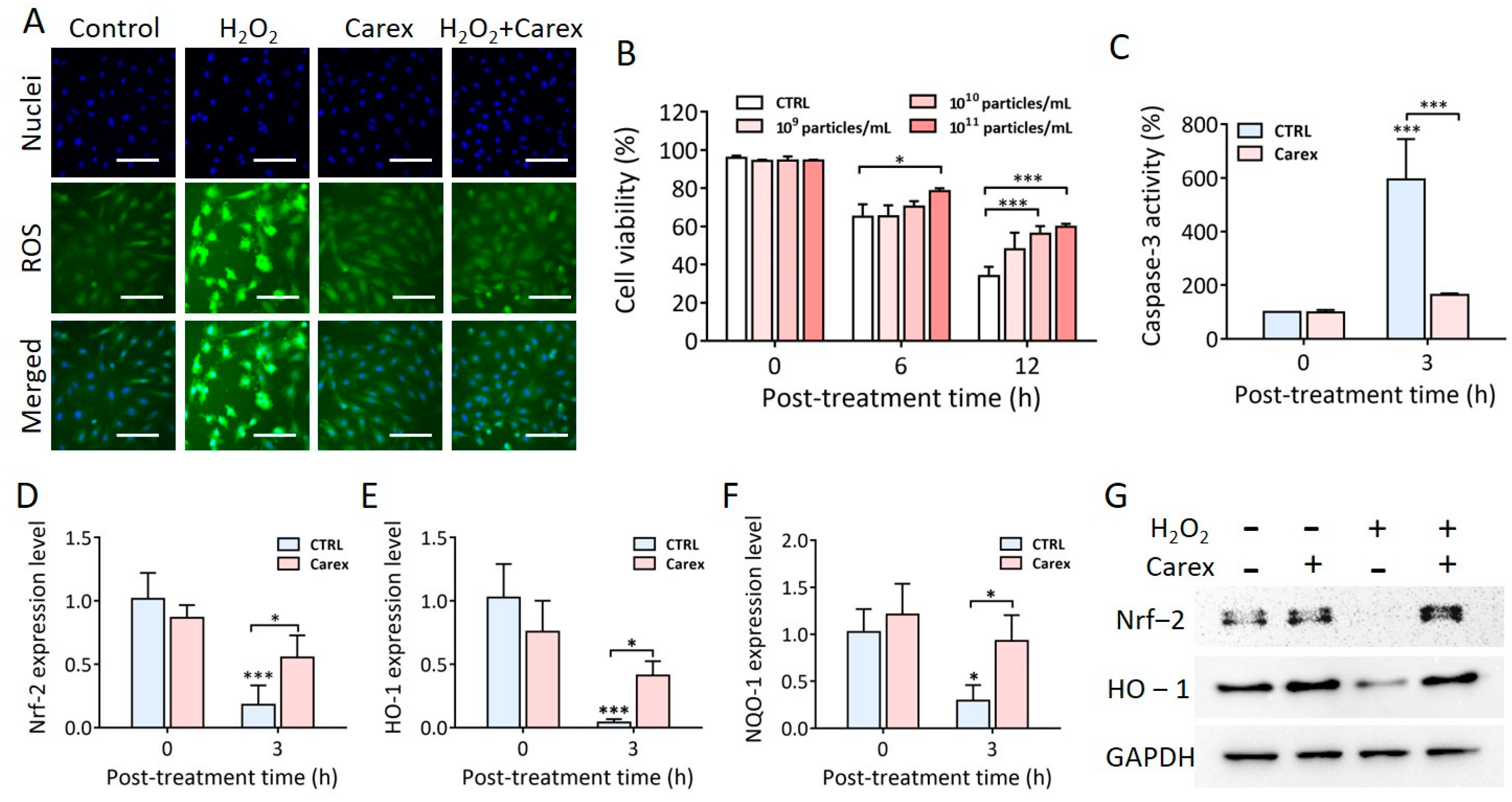 Carrot exosomes' influence on H9C2 myoblast defense mechanisms.